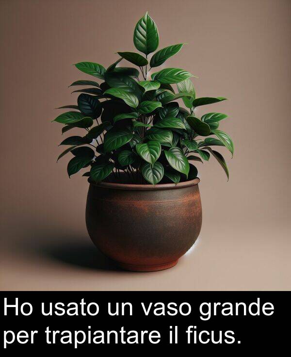 usato: Ho usato un vaso grande per trapiantare il ficus.