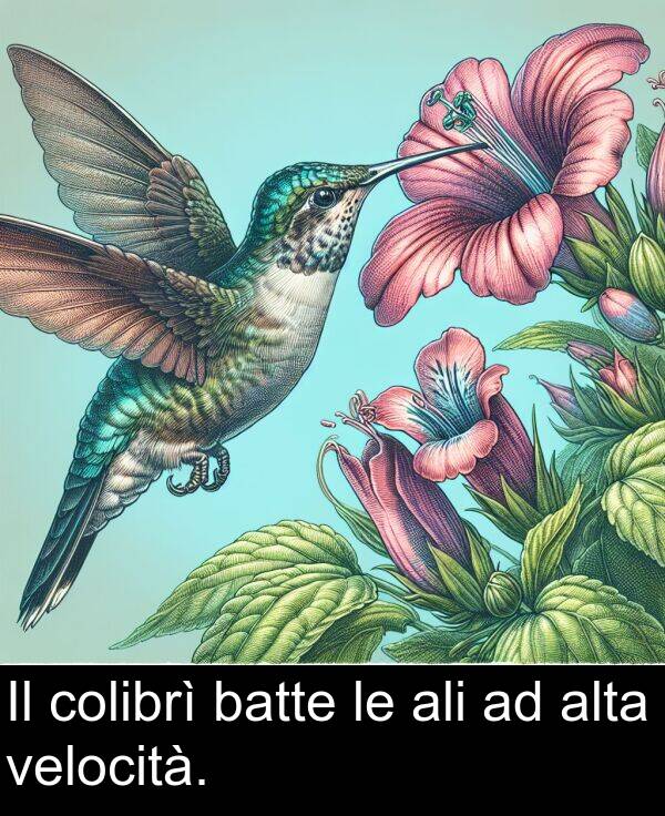 colibrì: Il colibrì batte le ali ad alta velocità.