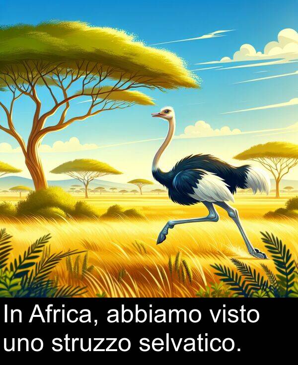 abbiamo: In Africa, abbiamo visto uno struzzo selvatico.