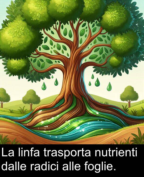 radici: La linfa trasporta nutrienti dalle radici alle foglie.