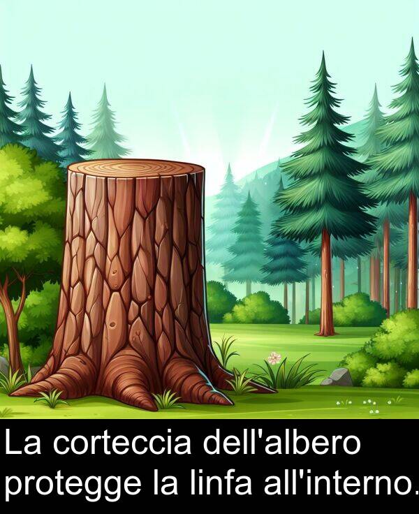 corteccia: La corteccia dell'albero protegge la linfa all'interno.