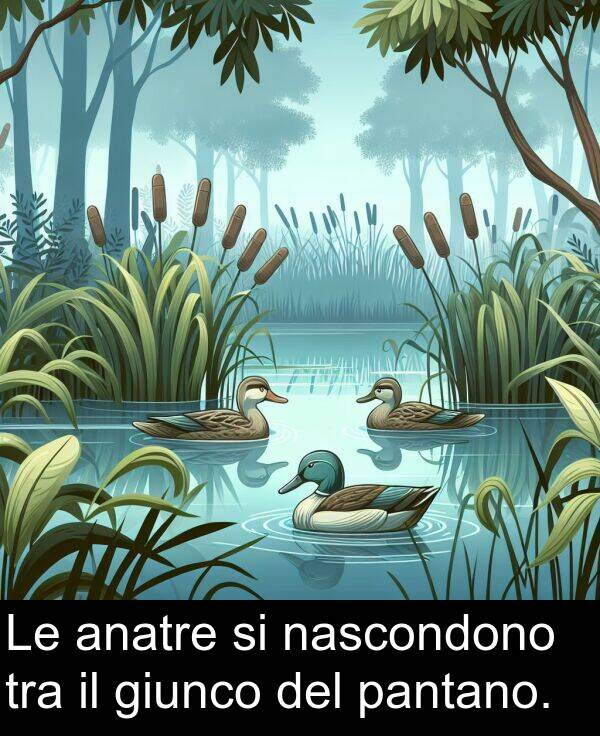 nascondono: Le anatre si nascondono tra il giunco del pantano.