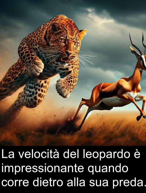 velocità: La velocità del leopardo è impressionante quando corre dietro alla sua preda.