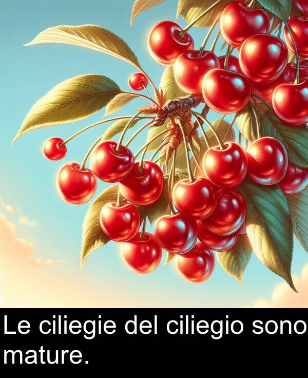 del: Le ciliegie del ciliegio sono mature.