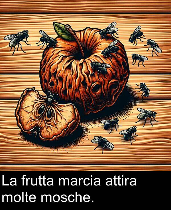 marcia: La frutta marcia attira molte mosche.