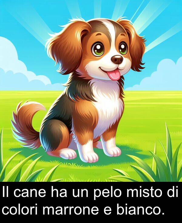 cane: Il cane ha un pelo misto di colori marrone e bianco.