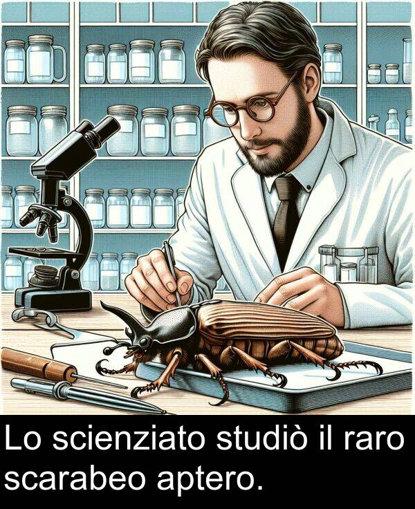 raro: Lo scienziato studiò il raro scarabeo aptero.