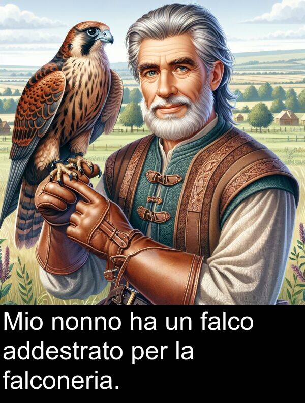 falco: Mio nonno ha un falco addestrato per la falconeria.