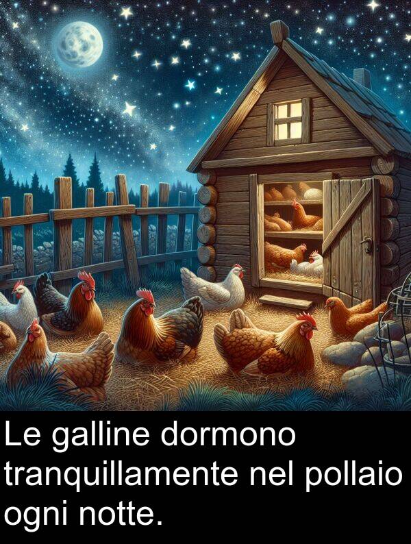 notte: Le galline dormono tranquillamente nel pollaio ogni notte.