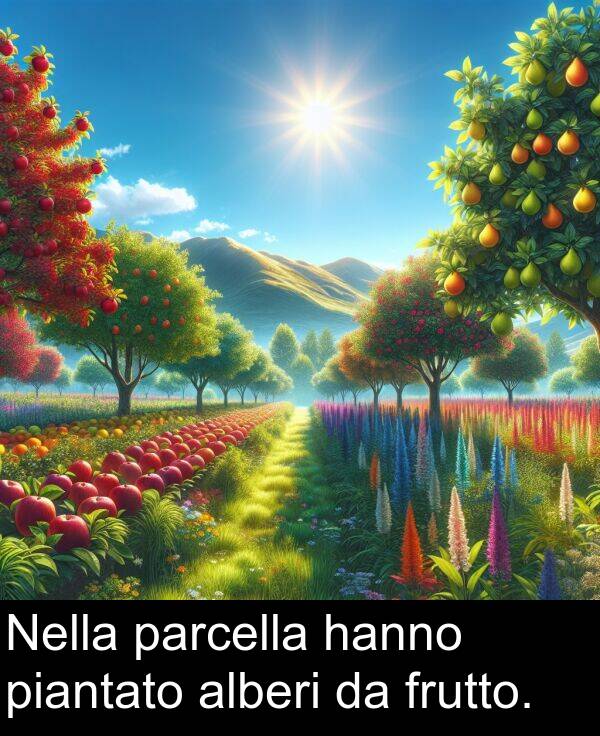 parcella: Nella parcella hanno piantato alberi da frutto.