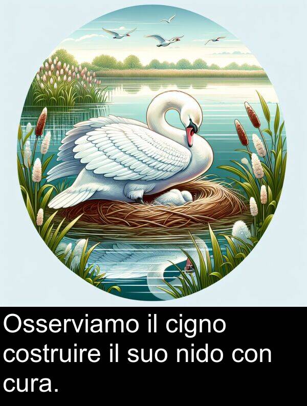 nido: Osserviamo il cigno costruire il suo nido con cura.