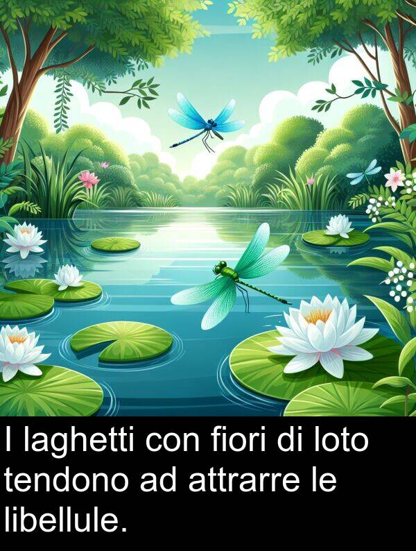 tendono: I laghetti con fiori di loto tendono ad attrarre le libellule.