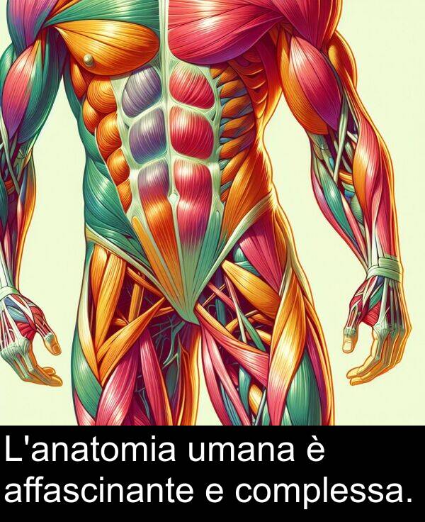 umana: L'anatomia umana è affascinante e complessa.