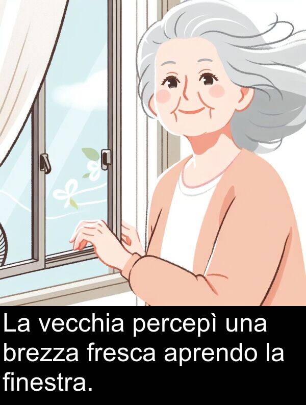 vecchia: La vecchia percepì una brezza fresca aprendo la finestra.