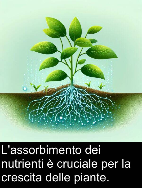 delle: L'assorbimento dei nutrienti è cruciale per la crescita delle piante.