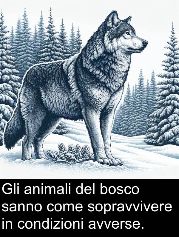 sanno: Gli animali del bosco sanno come sopravvivere in condizioni avverse.