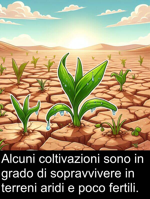 fertili: Alcuni coltivazioni sono in grado di sopravvivere in terreni aridi e poco fertili.