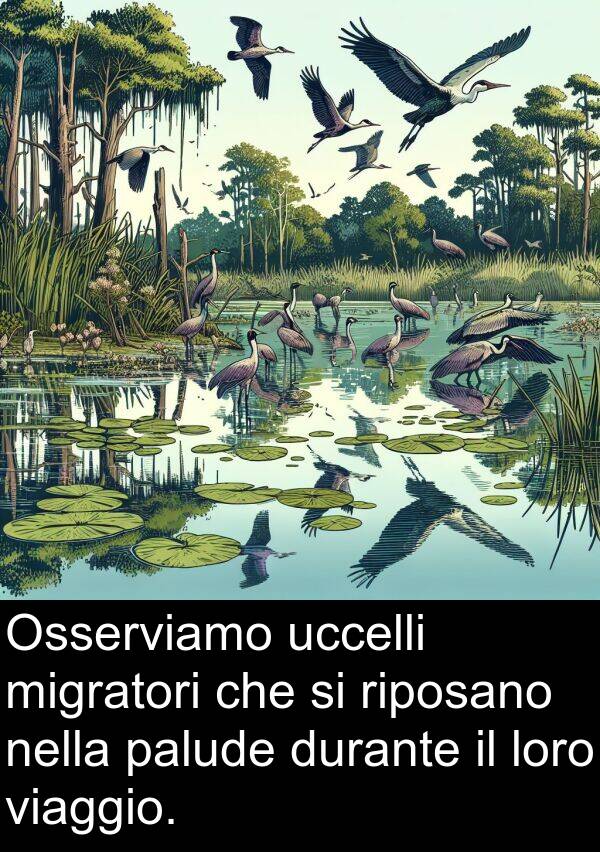 uccelli: Osserviamo uccelli migratori che si riposano nella palude durante il loro viaggio.