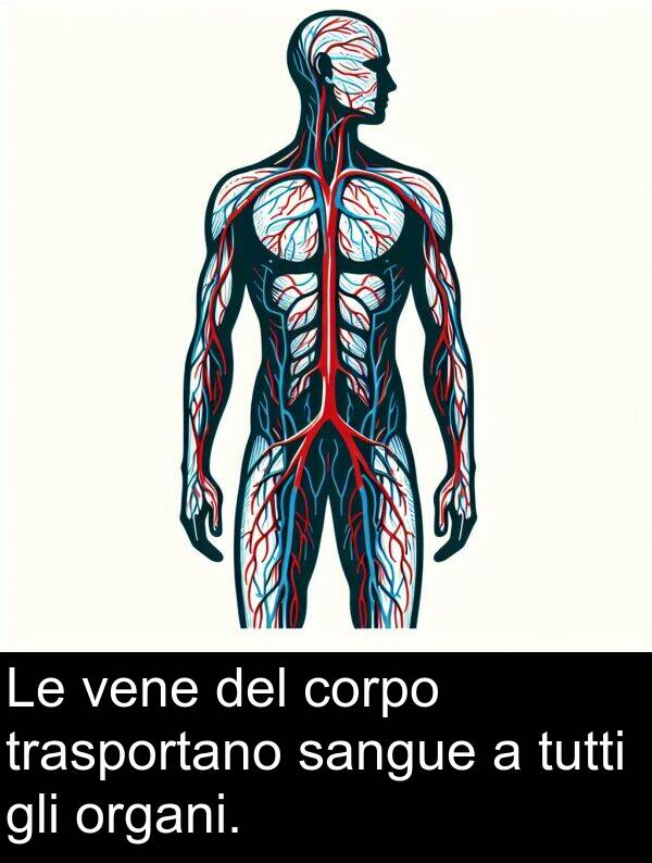 trasportano: Le vene del corpo trasportano sangue a tutti gli organi.