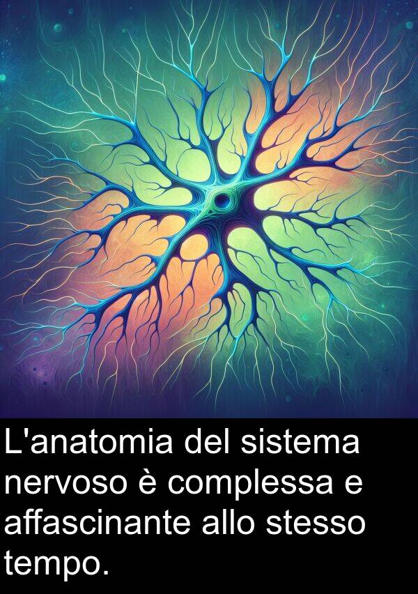 nervoso: L'anatomia del sistema nervoso è complessa e affascinante allo stesso tempo.