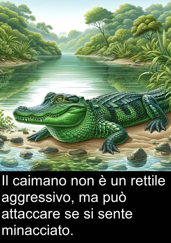 aggressivo: Il caimano non è un rettile aggressivo, ma può attaccare se si sente minacciato.