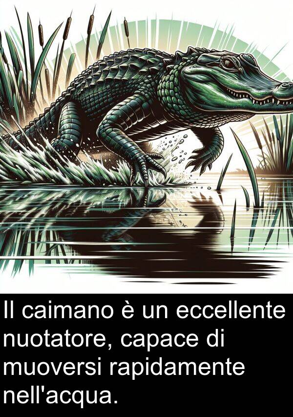 rapidamente: Il caimano è un eccellente nuotatore, capace di muoversi rapidamente nell'acqua.