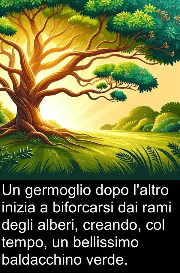 dai: Un germoglio dopo l'altro inizia a biforcarsi dai rami degli alberi, creando, col tempo, un bellissimo baldacchino verde.