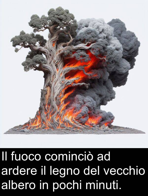 vecchio: Il fuoco cominciò ad ardere il legno del vecchio albero in pochi minuti.