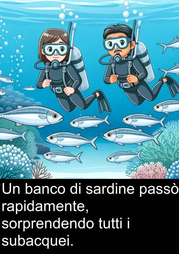 subacquei: Un banco di sardine passò rapidamente, sorprendendo tutti i subacquei.