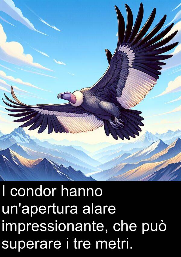 impressionante: I condor hanno un'apertura alare impressionante, che può superare i tre metri.