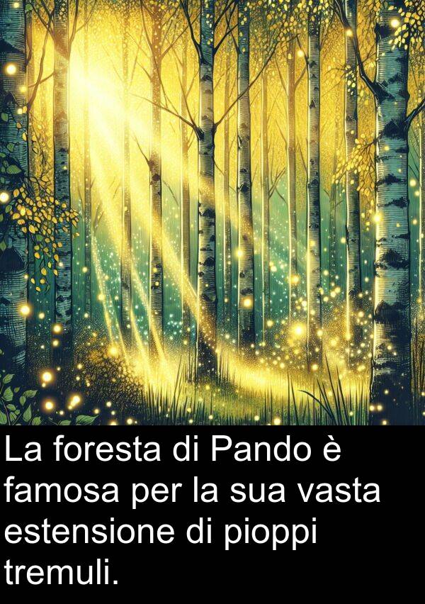 pioppi: La foresta di Pando è famosa per la sua vasta estensione di pioppi tremuli.