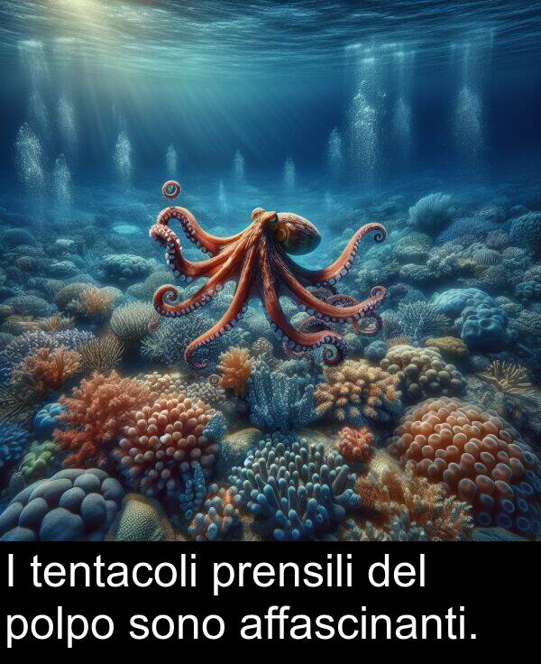 tentacoli: I tentacoli prensili del polpo sono affascinanti.