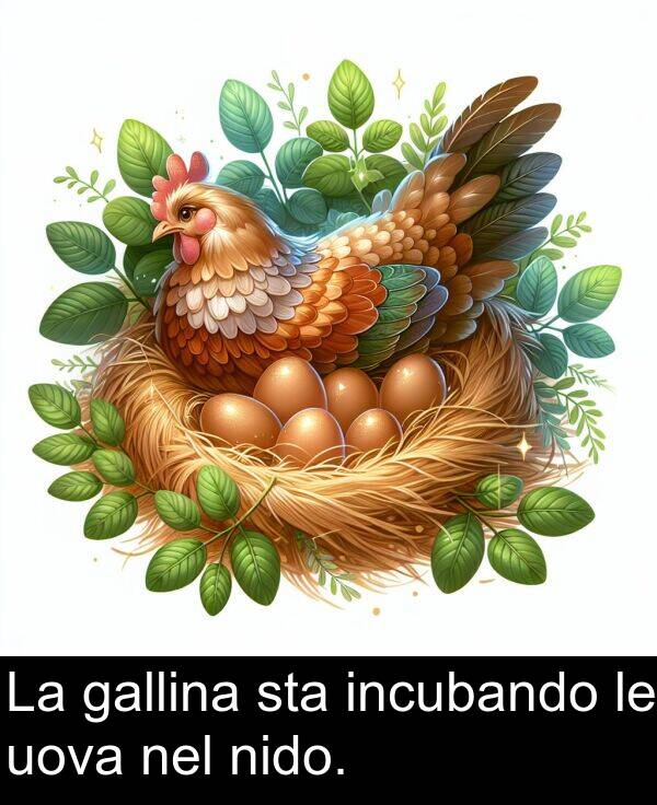 uova: La gallina sta incubando le uova nel nido.