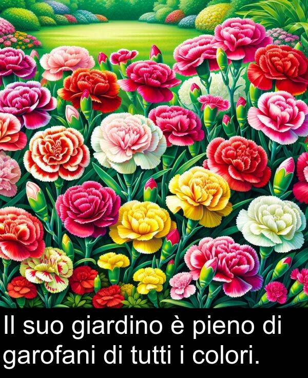 giardino: Il suo giardino è pieno di garofani di tutti i colori.