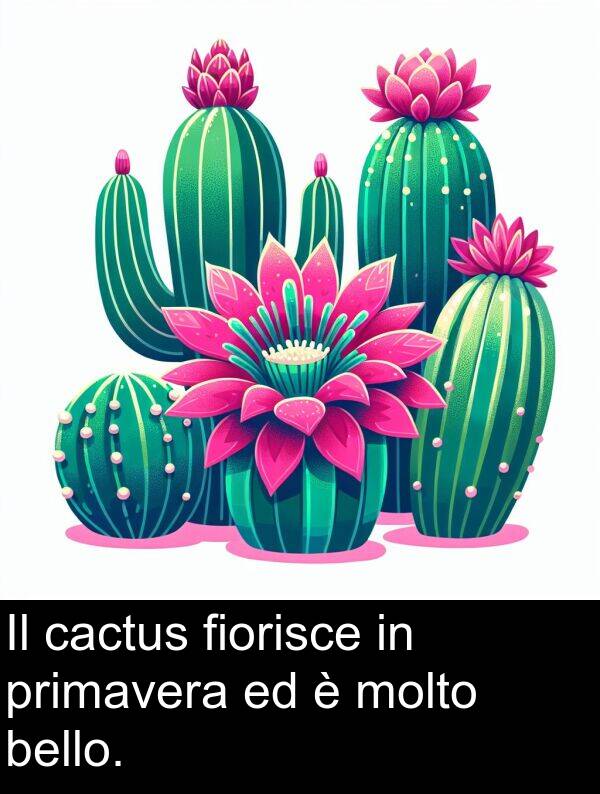 cactus: Il cactus fiorisce in primavera ed è molto bello.