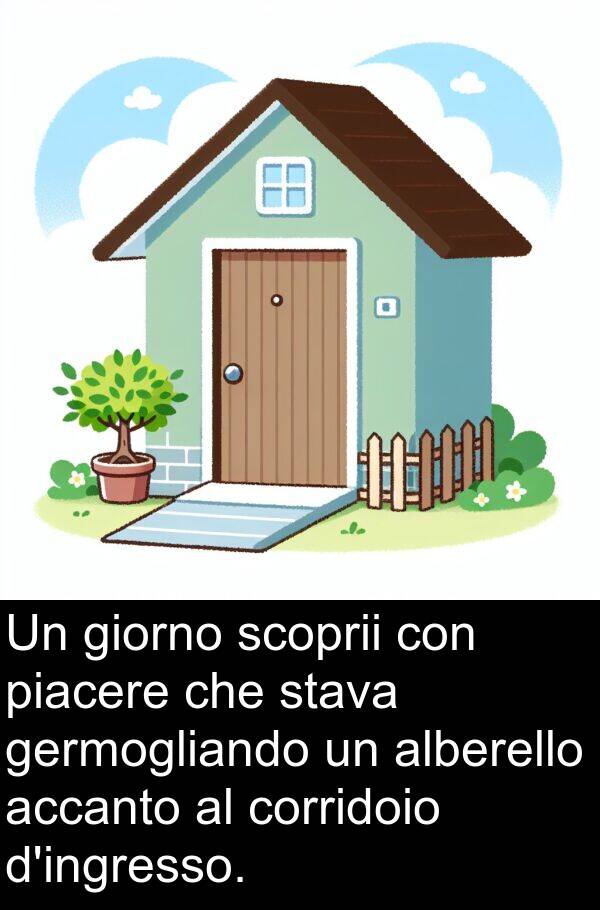 accanto: Un giorno scoprii con piacere che stava germogliando un alberello accanto al corridoio d'ingresso.