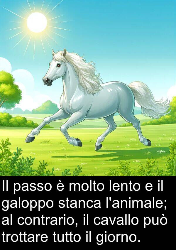 passo: Il passo è molto lento e il galoppo stanca l'animale; al contrario, il cavallo può trottare tutto il giorno.