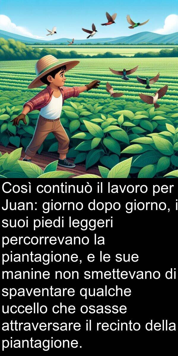 spaventare: Così continuò il lavoro per Juan: giorno dopo giorno, i suoi piedi leggeri percorrevano la piantagione, e le sue manine non smettevano di spaventare qualche uccello che osasse attraversare il recinto della piantagione.