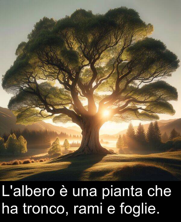 rami: L'albero è una pianta che ha tronco, rami e foglie.