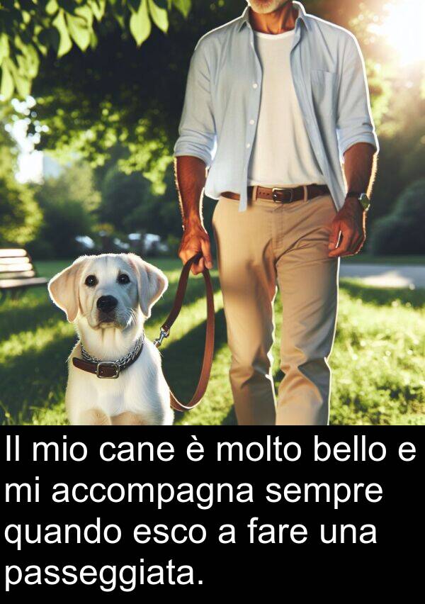 accompagna: Il mio cane è molto bello e mi accompagna sempre quando esco a fare una passeggiata.