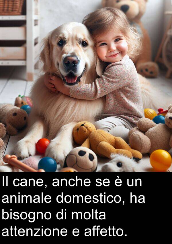 anche: Il cane, anche se è un animale domestico, ha bisogno di molta attenzione e affetto.