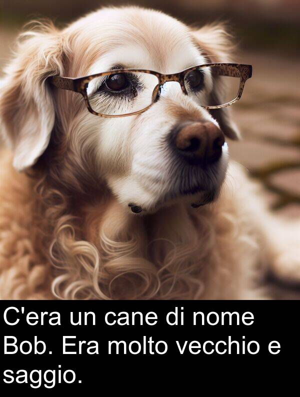 nome: C'era un cane di nome Bob. Era molto vecchio e saggio.