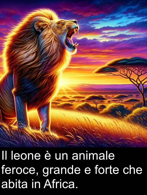 abita: Il leone è un animale feroce, grande e forte che abita in Africa.