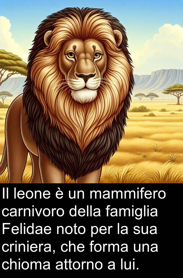 chioma: Il leone è un mammifero carnivoro della famiglia Felidae noto per la sua criniera, che forma una chioma attorno a lui.