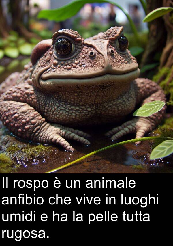 umidi: Il rospo è un animale anfibio che vive in luoghi umidi e ha la pelle tutta rugosa.