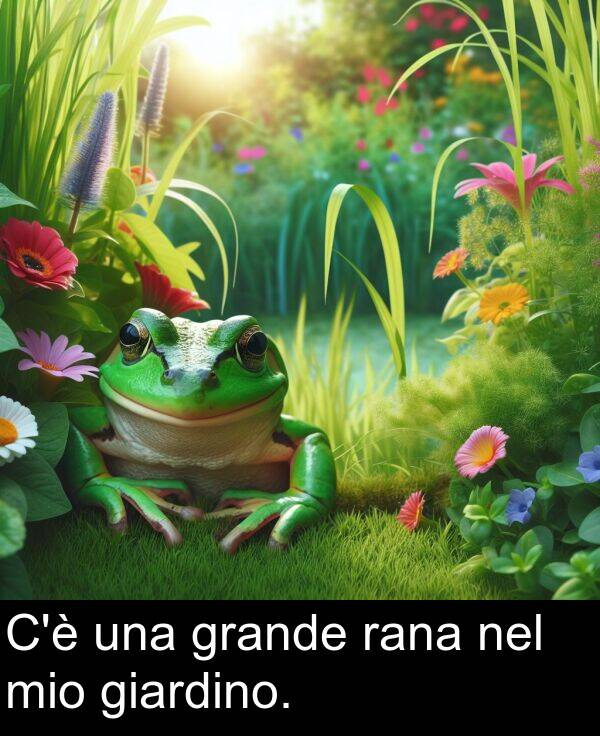 rana: C'è una grande rana nel mio giardino.