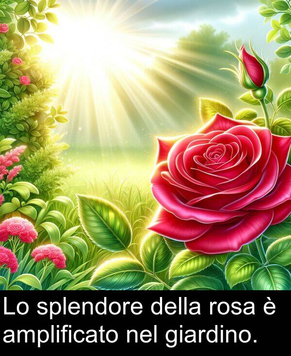 della: Lo splendore della rosa è amplificato nel giardino.