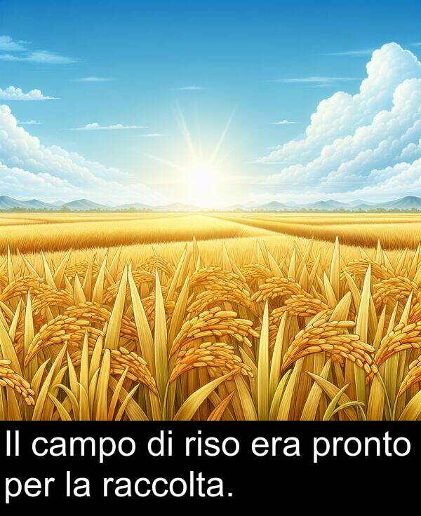 raccolta: Il campo di riso era pronto per la raccolta.