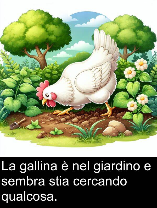 gallina: La gallina è nel giardino e sembra stia cercando qualcosa.