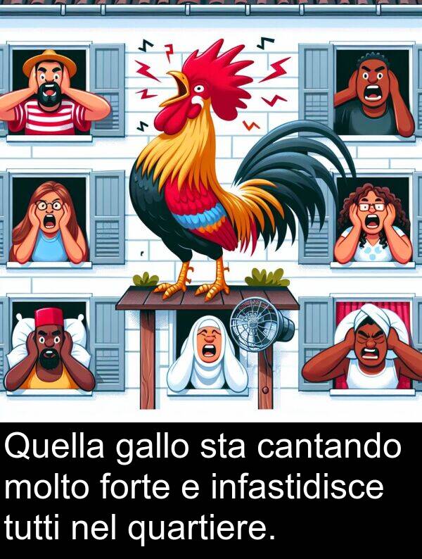 gallo: Quella gallo sta cantando molto forte e infastidisce tutti nel quartiere.